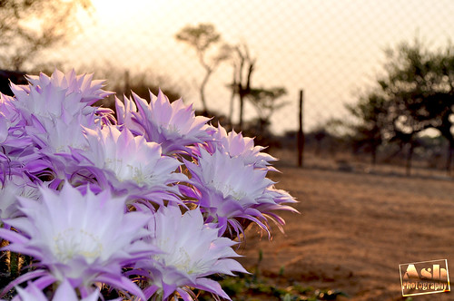 cactus plant flower sunrise desert farm namibia purpleflower