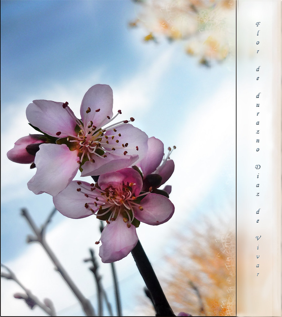 Flor de durazno II - Diaz de vivar gustavo | La flor de dura… | Flickr