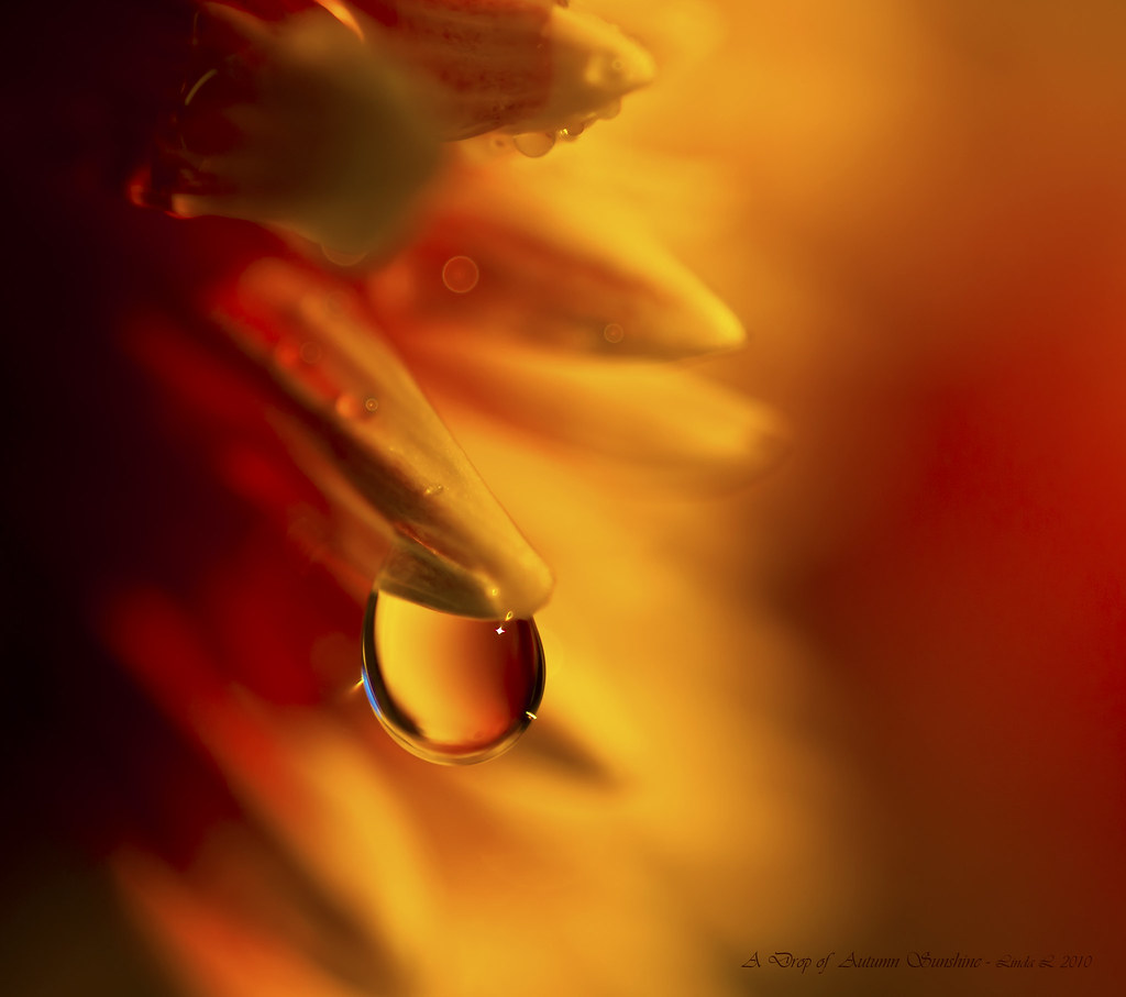 A Drop of Autumn Sunshine by linlaw39