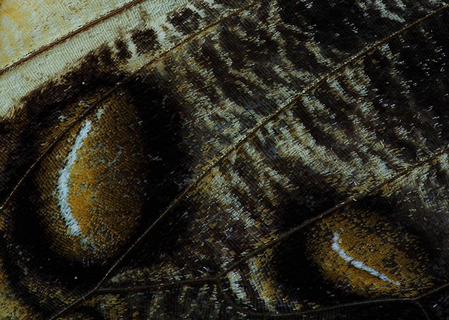 Butterfly Wing Close Up