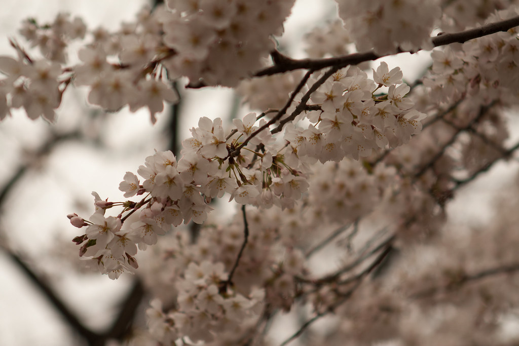 Delicate white and pale pink cherry blossom clusters blooming along branches against a spring sky.
