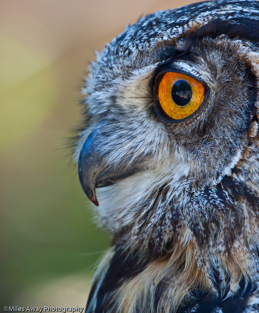 Eurasian Eagle Owl - Profile