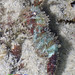 Flickr photo 'Saron shrimp (Family Hippolytidae' by: wildsingapore.