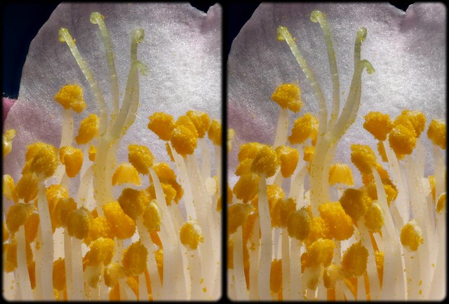 Anthers and Stamens [cross-eye stereo]