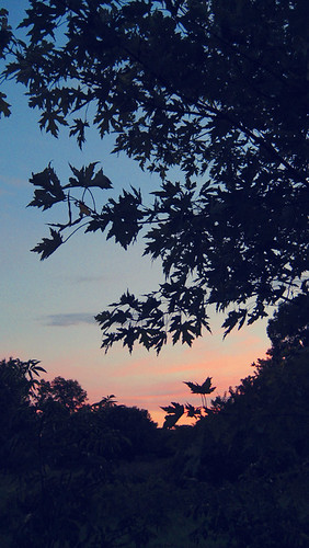 IMG_5805 by hachimitsu boro, trees sunset sky leaves silhouette evening colorful