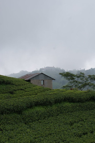 nepal tea teagarden teaplantation ilam ilamtea gurkhatea shreeantu giriestate shreeantutea