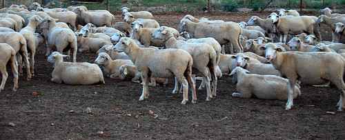 españa badajoz bienvenida ovejas rebaño piara nikond60