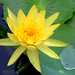 Flickr photo 'NYMPHAEACEAE 睡蓮科 - Water Lily (Nymphaea tetragona) 睡蓮' by: kaiyanwong223.