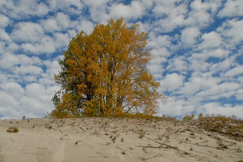 Fall Dune | by dunescape