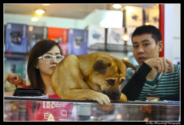 Vietnam 2009, Dog for Sale