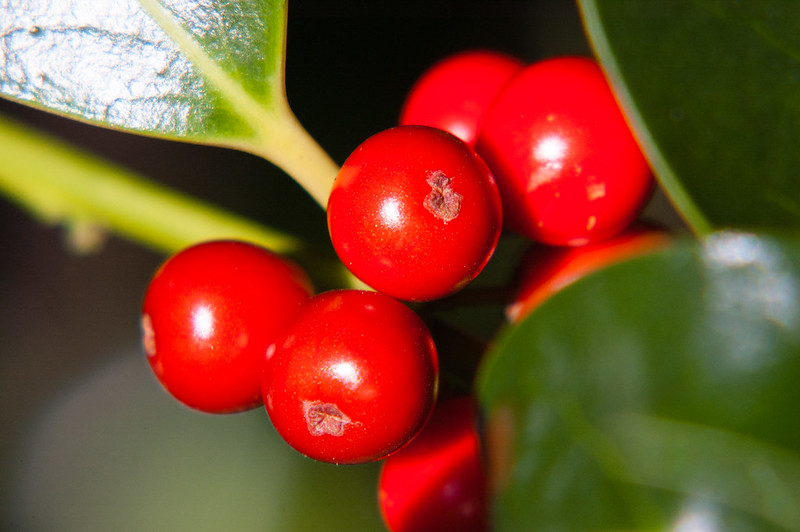 Holly berries