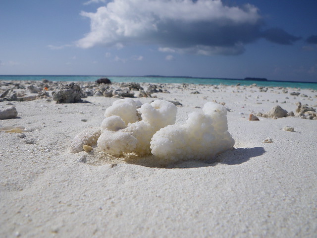 Coral on a sandbar, Maldives