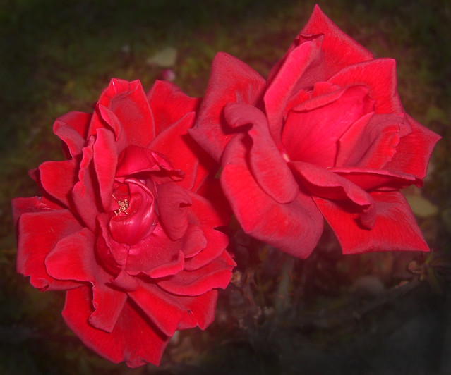 CIMG4488f love is a red rose... closer than close