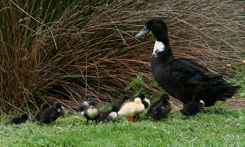 14 Ducklings!
