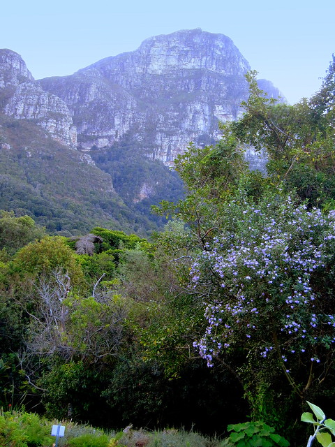 South Africa. Cape Peninsula, Kirstenbosch National Botanical Garden