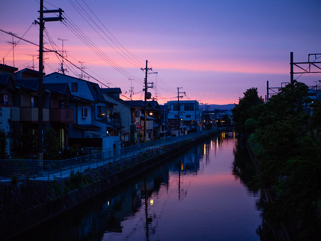 Kyoto Purple