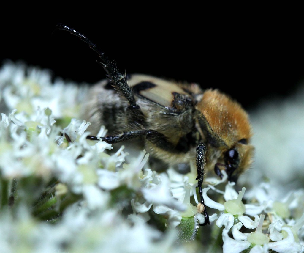 bee beetle Trichius fasciatus (scarabaeidae)