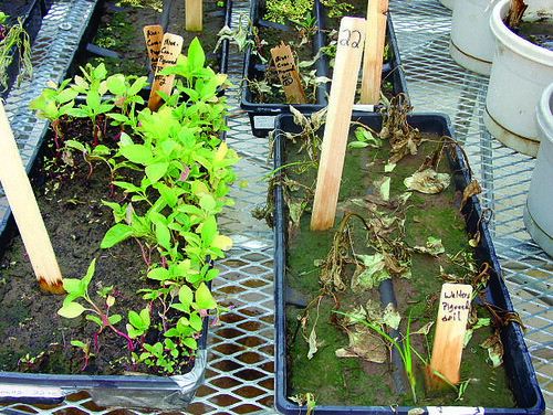 Pigweed Seed Trial Trays