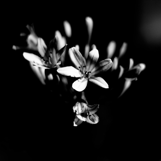 Flowers on Dark