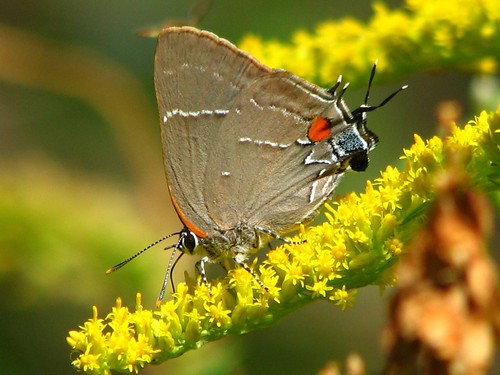 county white butterfly insect kevin m hairstreak arvin tippecanoe ias parrhasius malbum