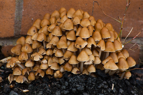 Clump of mushrooms