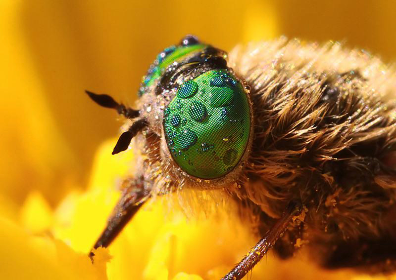 Chizzy Winks Insect Flickr