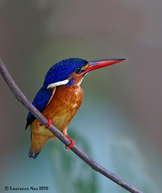 Blue-eared Kingfisher (Alcedo meninting) @ BBNP_20100930_0026