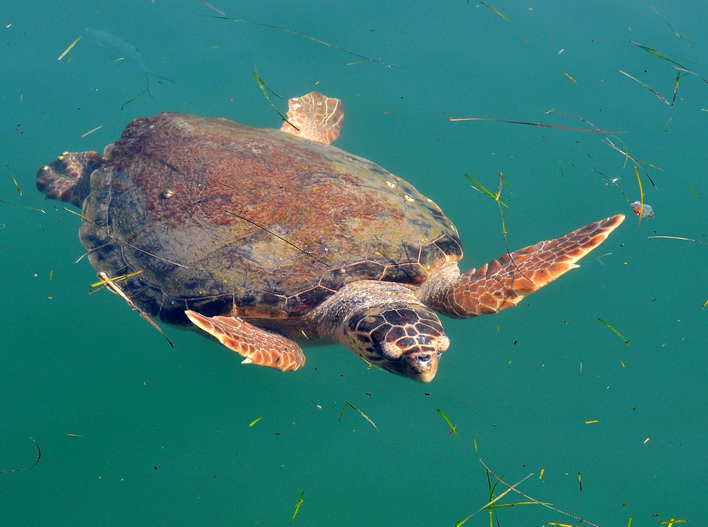 Loggerhead Turtle at Argostoli Harbour, Kefalonia.