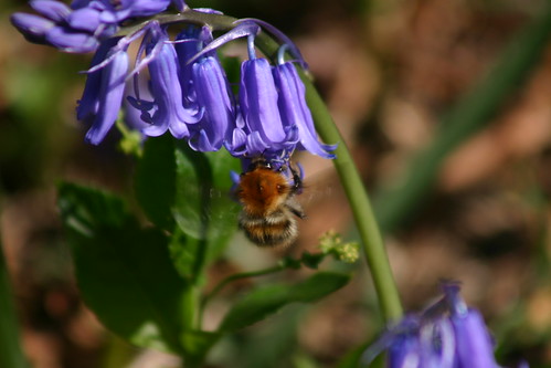 Bee in bluebells 