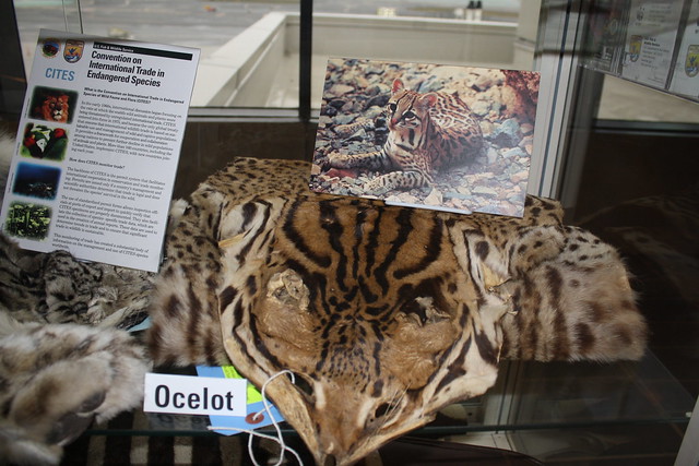 Ocelot Skin and Photo