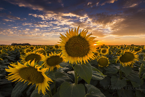 california sunset sky flower green yellow clouds landscape nikon wideangle ag sunflower agriculture davis sunstar yolo waynetilcock