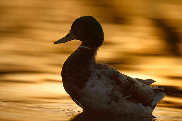 'Duck Down at Sunset'