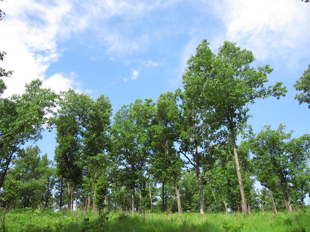 Savanna Ridge Trail