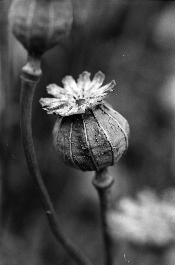 Poppy Seed Head | Kodak P3200 Tmax film home processed in Il… | Flickr