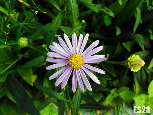 flower by es28 | by Mournt12