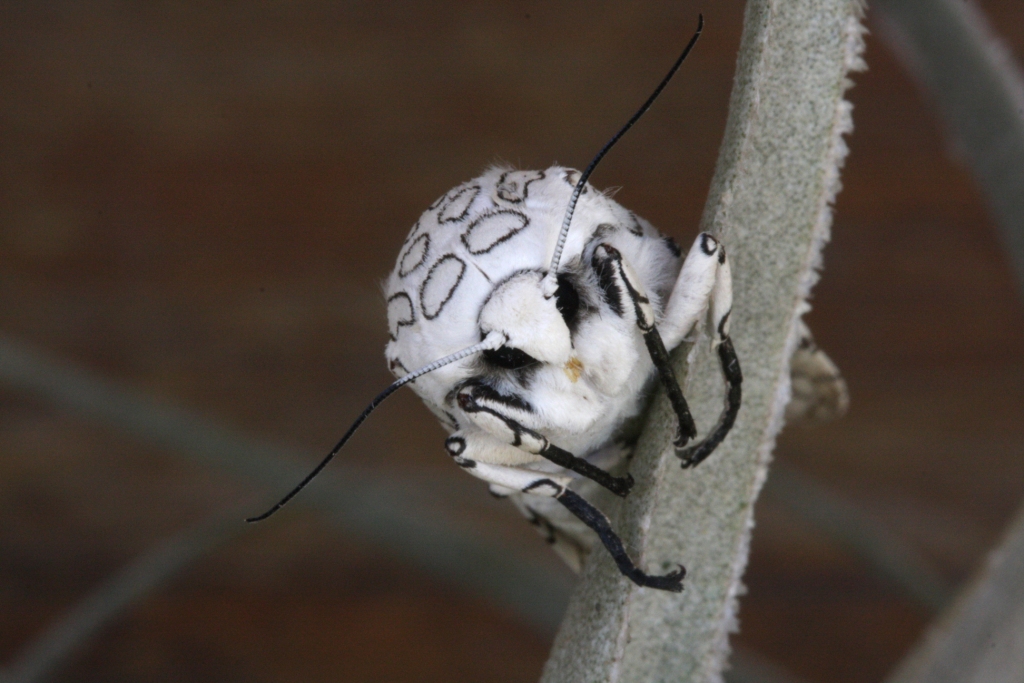 Hypercompe sp. | mariposas em folha de bromélia Tillandsia g… | Flickr