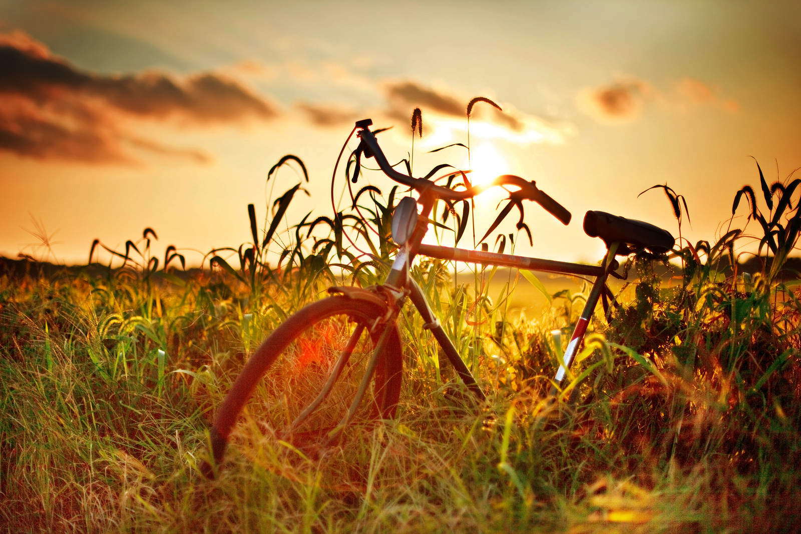 Моменты уходящего лета. Велосипед на природе. Лето. Велосипед в поле. Конец лета.