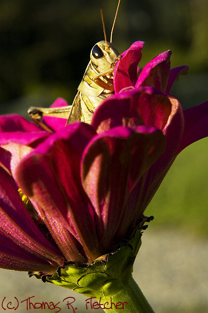 Locust soaks up some warm evening sunlight