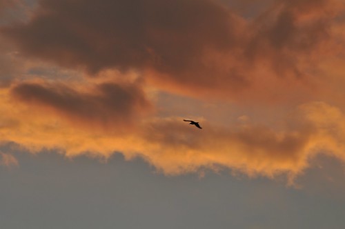 sunset ontario canada clouds seagull aaronprovincialpark