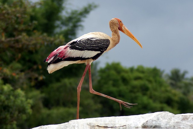 Painted Stork, Ranganthittu