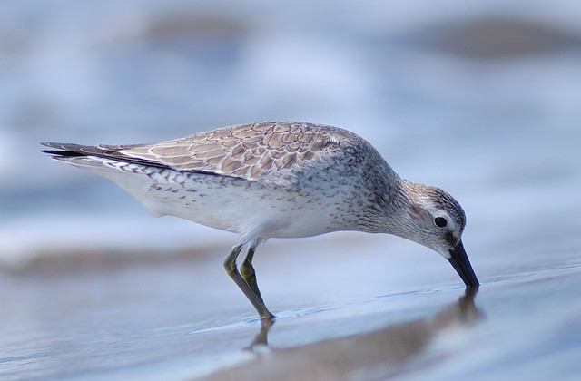 Red Knot 02