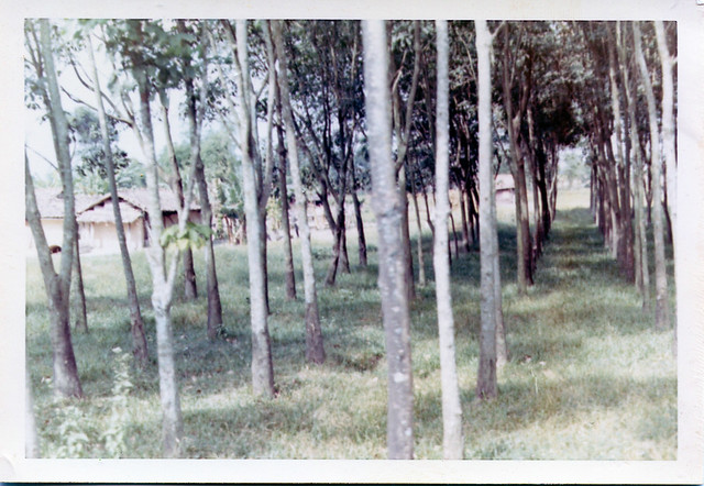 Rubber trees all in a row
