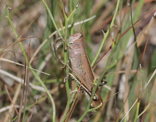 iowa grasshopper monona loesshills spottedbirdgrasshopper