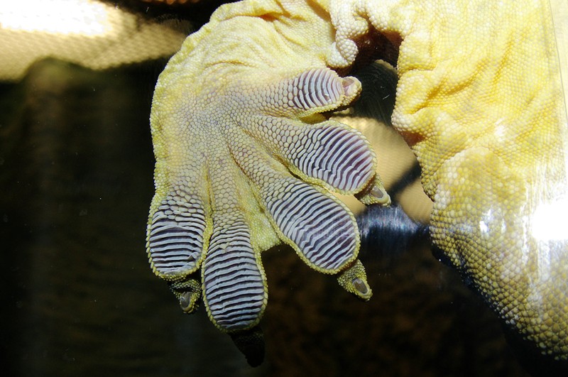 gecko foot