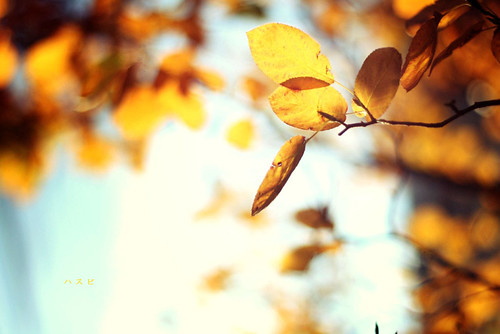 Fall | by hasbie