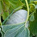 Frost hits the squash, Oct. 16