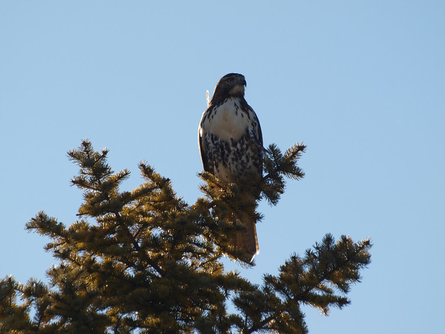Hawk on Highway 10, Caledon, Ontario