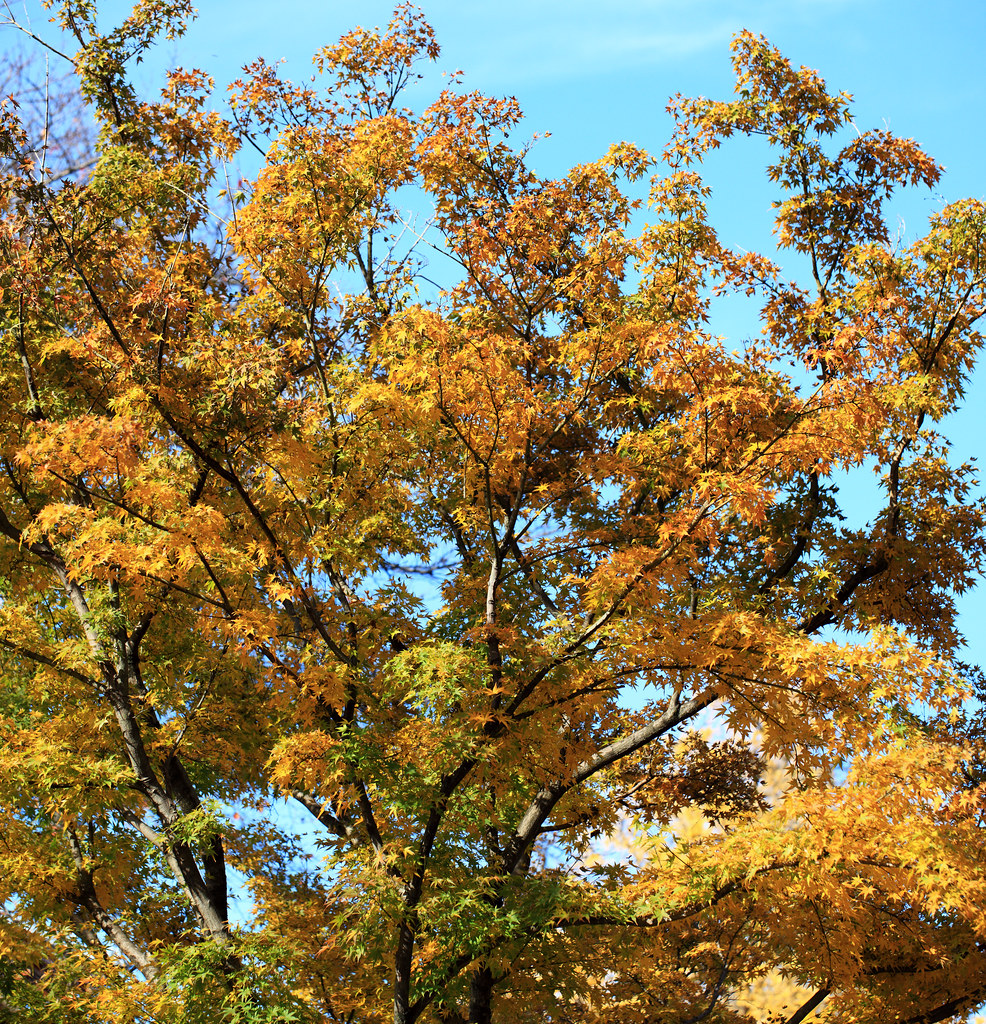 Tinted Autumnal Leaves / 紅葉(もみじ) | Hondo-ji(temple), Matsudo… | Flickr