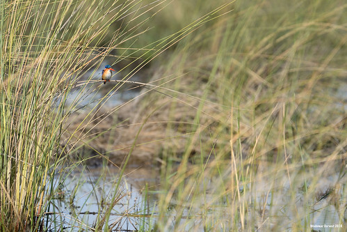 water delta kingfisher marsh botswana moremi wetland okavango moremigamereserve malachitekingfisher okavangodelta image:rating=5 image:id=204532 bird malachite