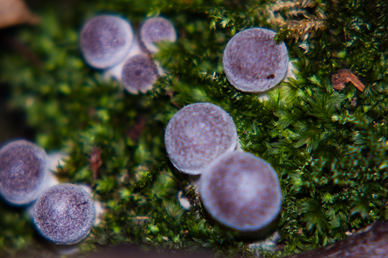 Tiny fungi